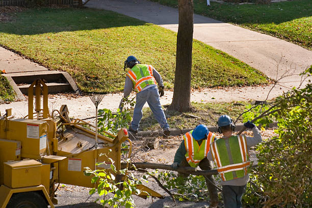 Best Tree Preservation Services  in Brandon, FL